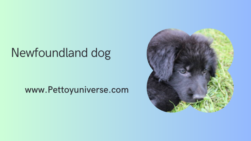 Newfoundland Dog: A Gentle Giant